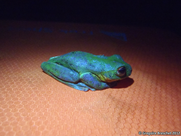 Litoria caerulea