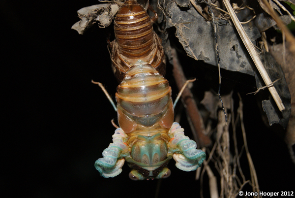 Cicada