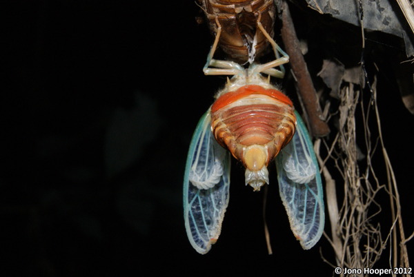 Cicada