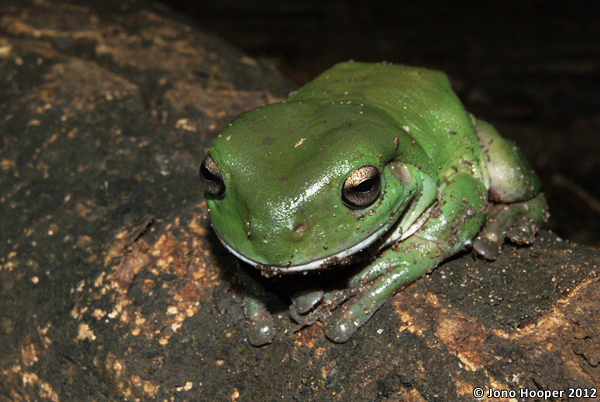 Litoria caerulea