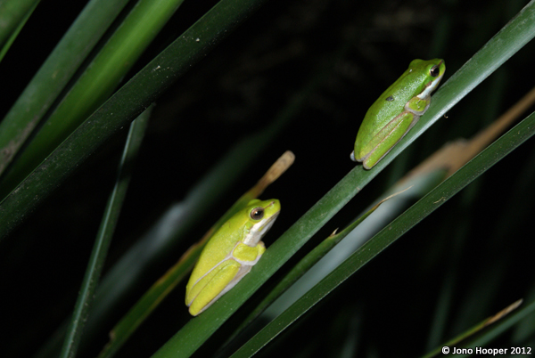 Litoria fallax