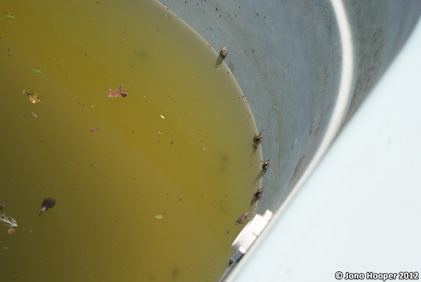 Frogs on side of pool wall