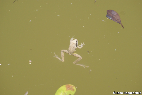 Litoria latopalmata