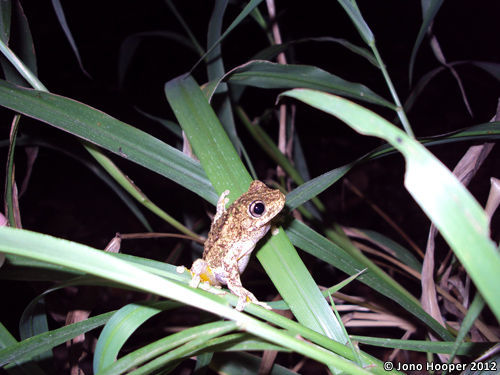 Litoria peronii