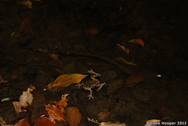 Litoria peronii