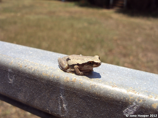 Litoria rubella