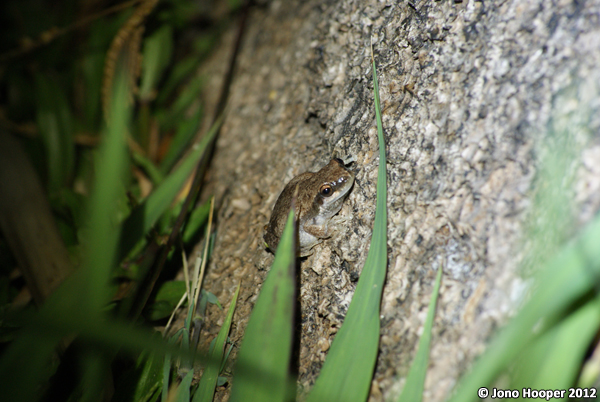 Litoria rubella