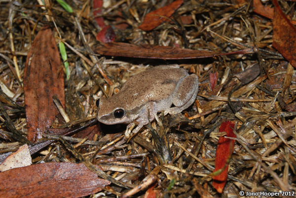 Litoria rubella (Naked Treefrog). You can often hear these guys calling after rain  -one of my favourite calls.