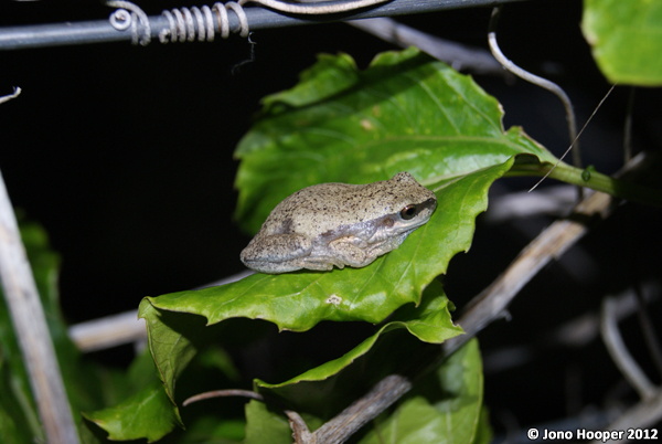 Litoria rubella