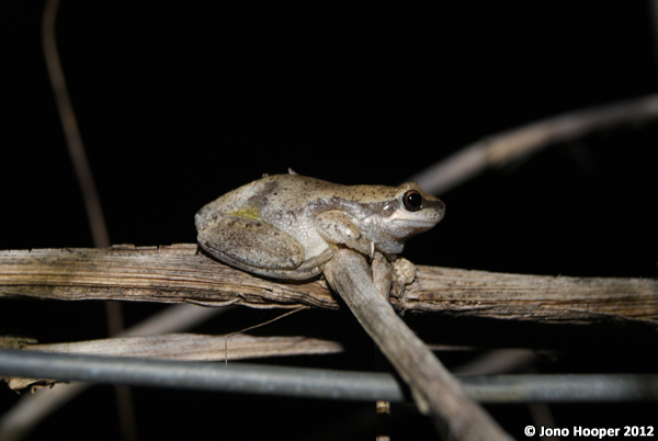 Litoria rubella