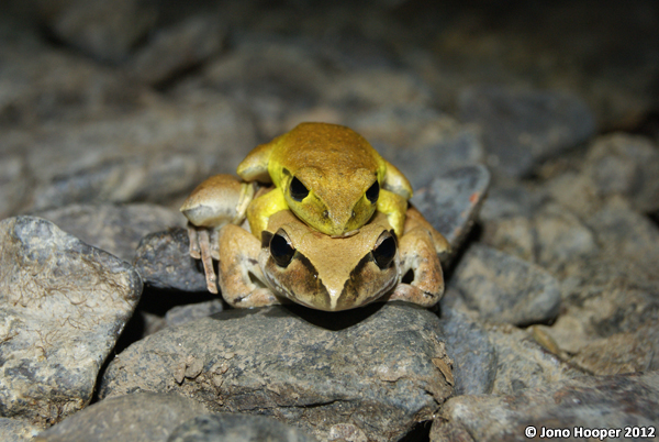 Litoria wilcoxii