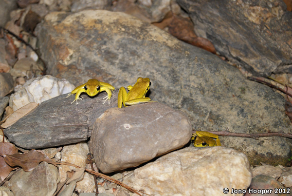 Litoria wilcoxii