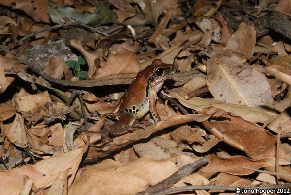 Litoria wilcoxii