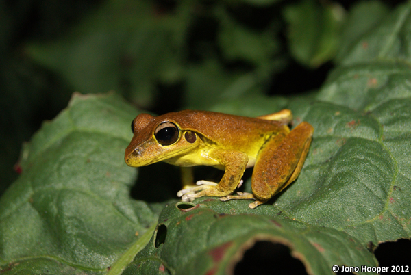 Litoria wilcoxii