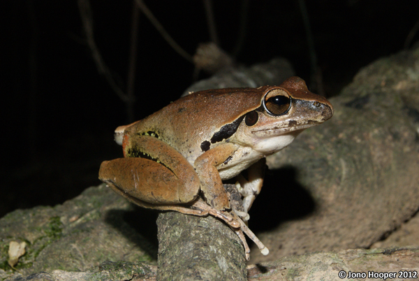 Litoria wilcoxii