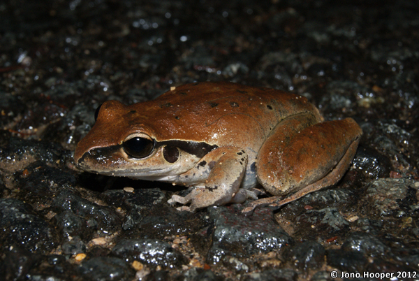 Litoria wilcoxii