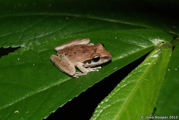 Litoria wilcoxii