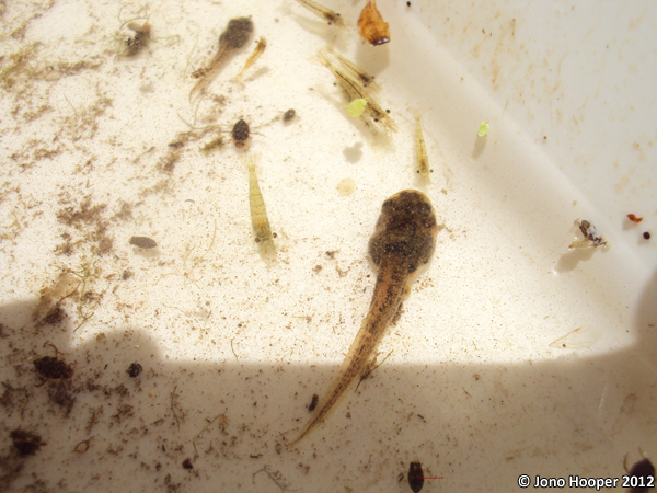 Litoria wilcoxii tadpole