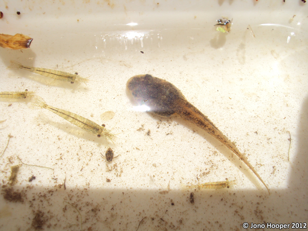 Litoria wilcoxii tadpole