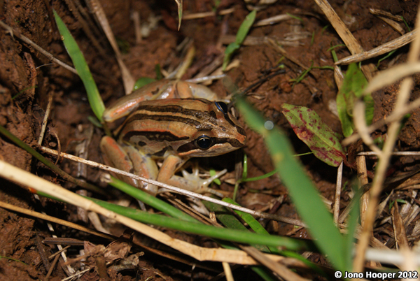 Limnodynastes peronii