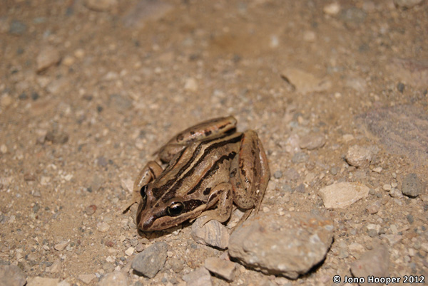 Limnodynastes peronii