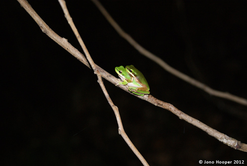 Litoria fallax