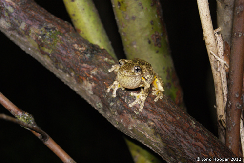 Litoria peronii