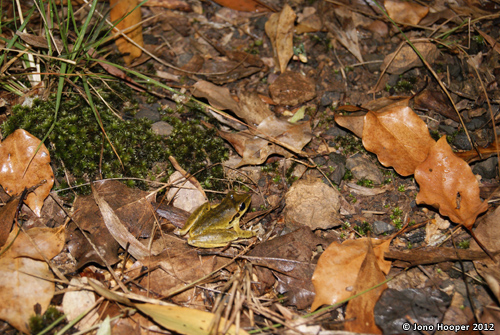 Litoria wilcoxii