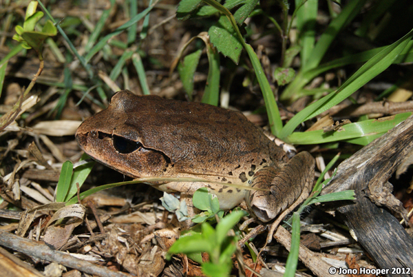 Mixophyes fasciolatus