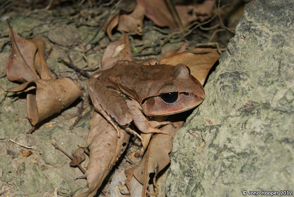 Mixophyes fasciolatus