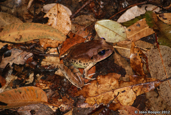 Mixophyes fasciolatus