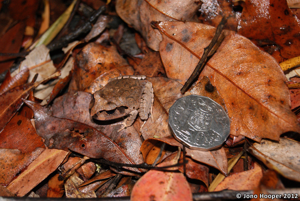 Mixophyes fasciolatus