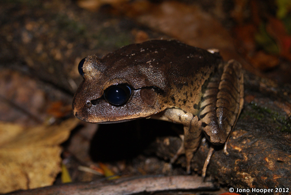 Mixophyes fasciolatus