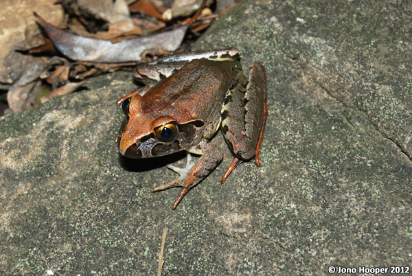 Mixophyes iteratus