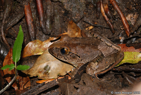 Mixophyes iteratus