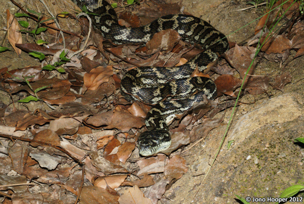 Morelia spilota mcdowelli