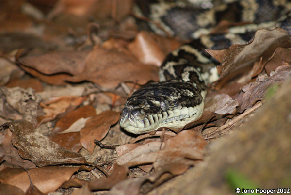 Morelia spilota mcdowelli