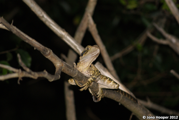 Physignathus lesueurii lesueurii