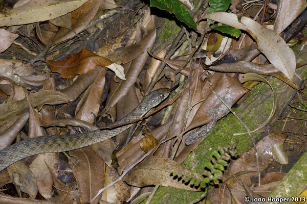 Dendrelaphis punctulata