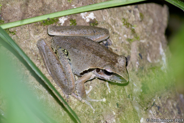 Litoria wilcoxii