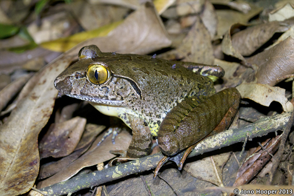 Mixophyes iteratus