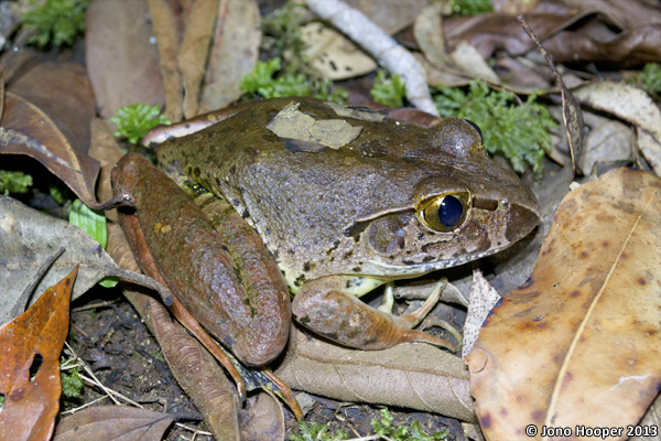 Mixophyes iteratus