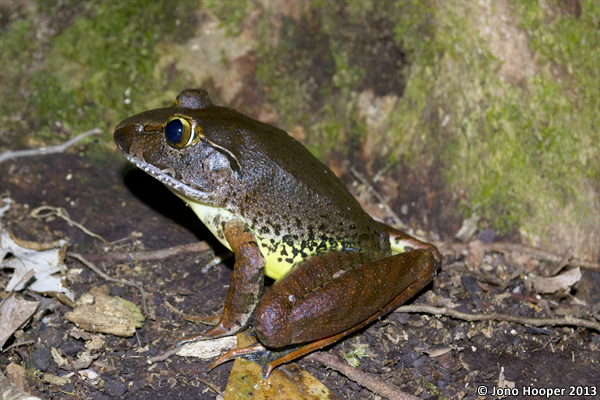 Mixophyes iteratus