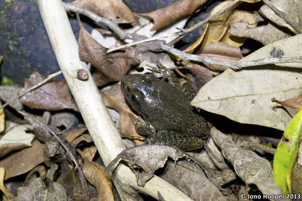 Mixophyes iteratus juvenile