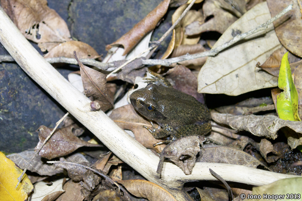 Mixophyes iteratus juvenile