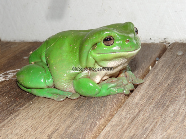 Green treefrog