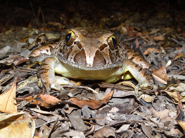 Giant barred frog (Mixophyes iteratus), female