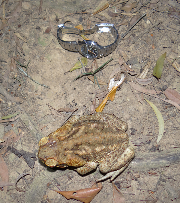 Cane toad (Rhinella marina), with my watch to scale.