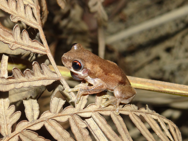 Bleating treefrog (Litoria dentata)