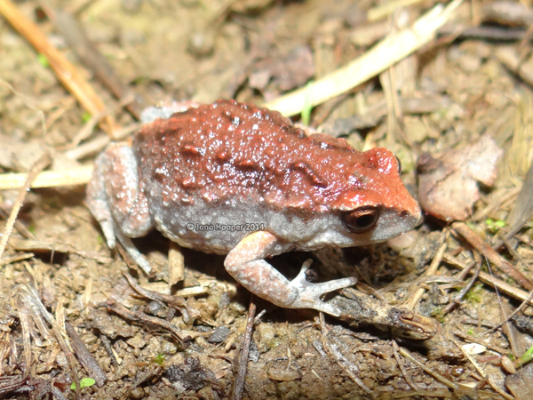 Great brown broodfrog